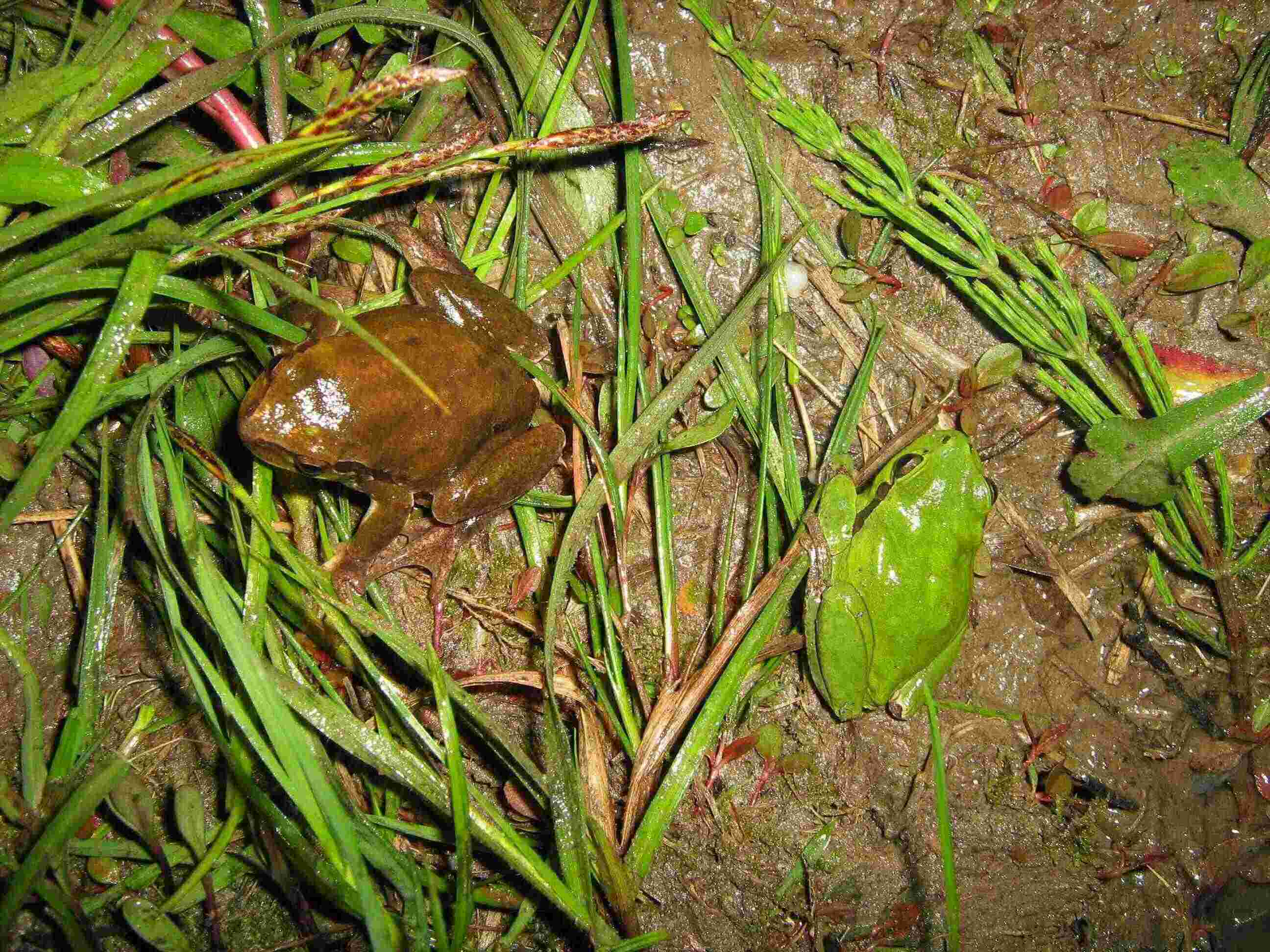 Variabilit di colore in Raganella - Hyla intermedia